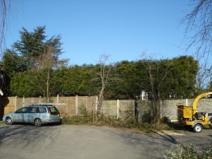 Hedge, Heath Hayes - After