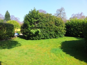 Laurel hedge removal - Before