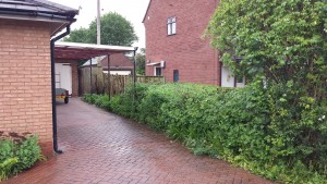 Hedge, Etchinghill - After