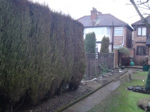 Conifer Hedge Removal - Before