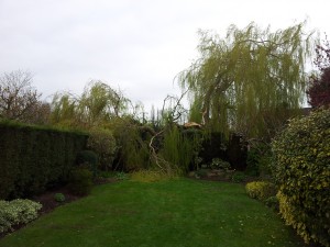 Willow, Wind Damage - Before
