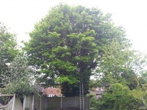 Sycamore Fell - Before