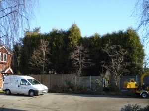 Conifer Hedge Reduction - Before