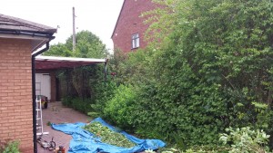 Hedge Reduction - Before